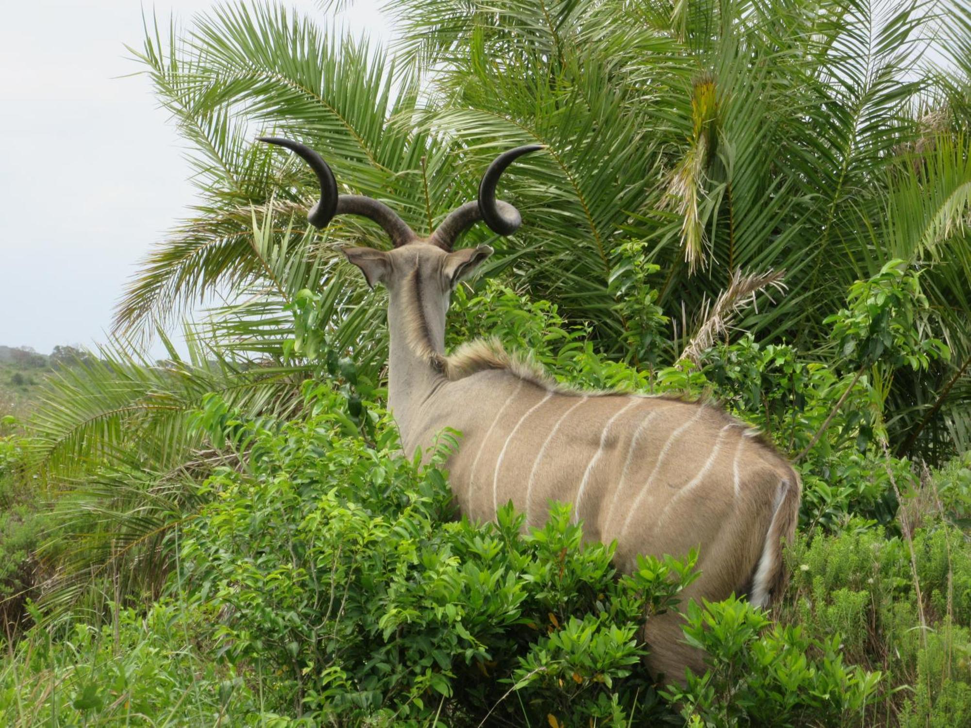 Manzini Chalet No 34 Saint Lucia Estuary Eksteriør bilde